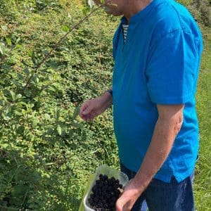 summer at Gateforth Park blackberry picking Selby North Yorkshire
