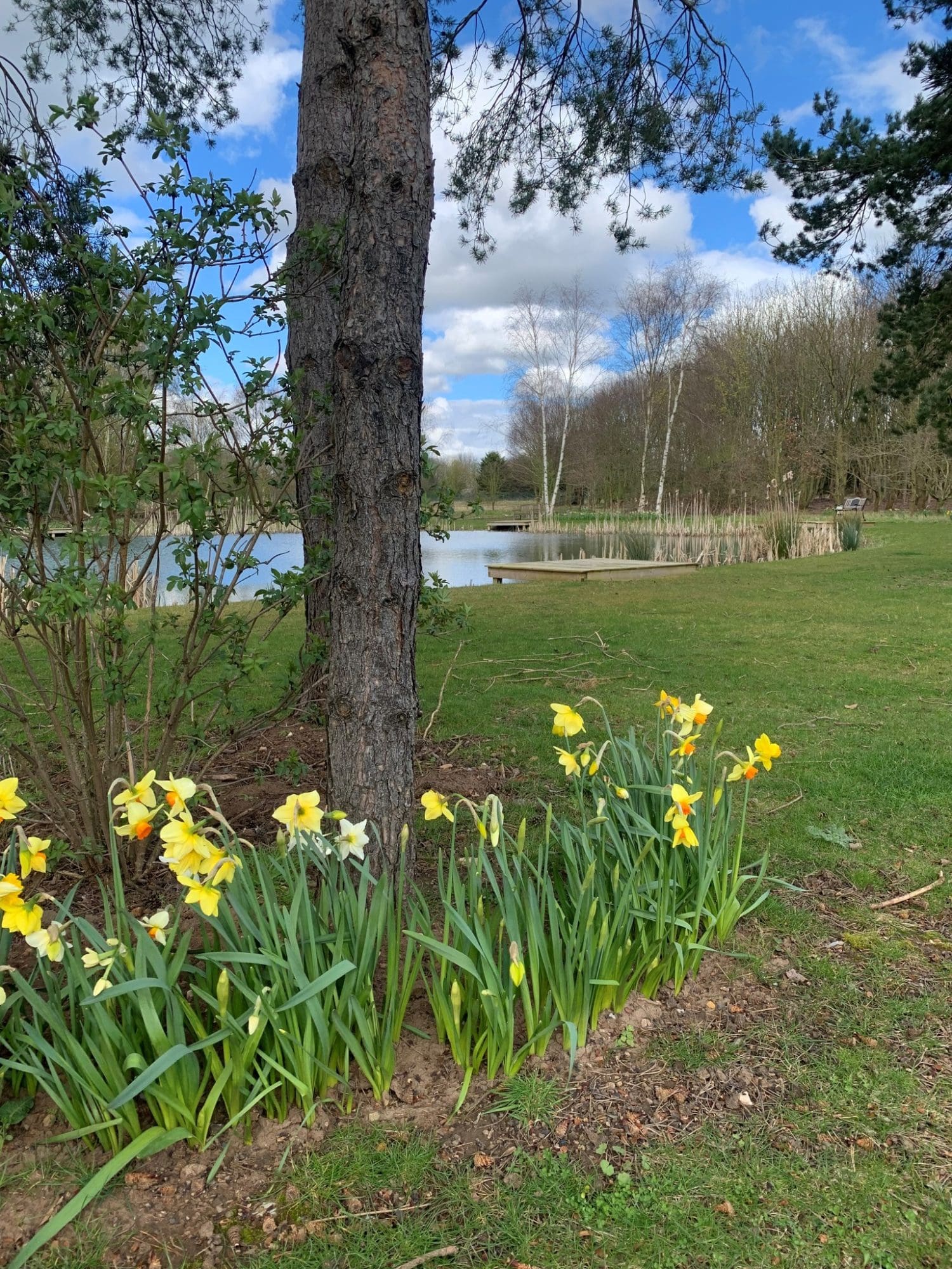 Community fishing lake with daffodils