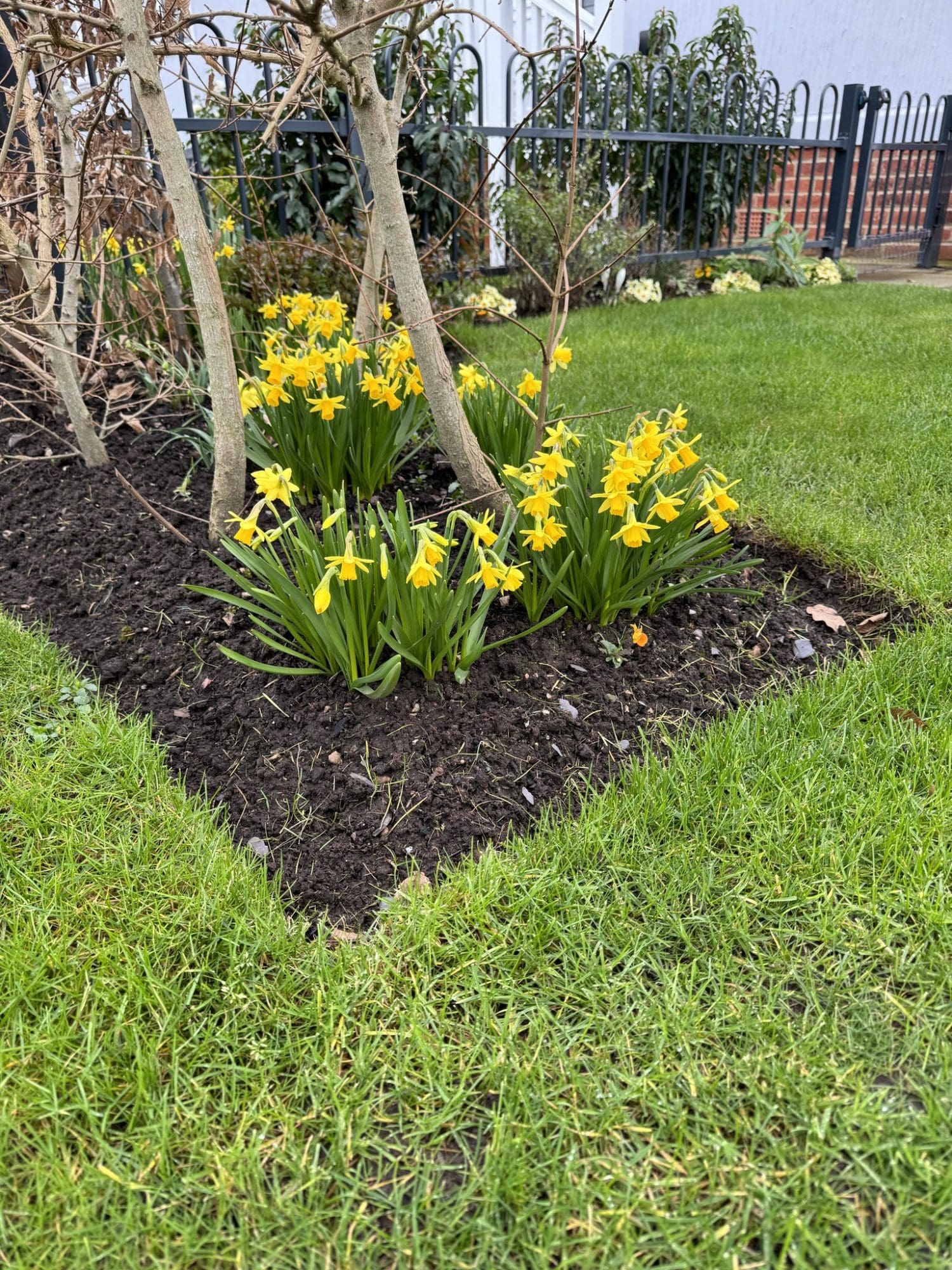 2024 daffodils