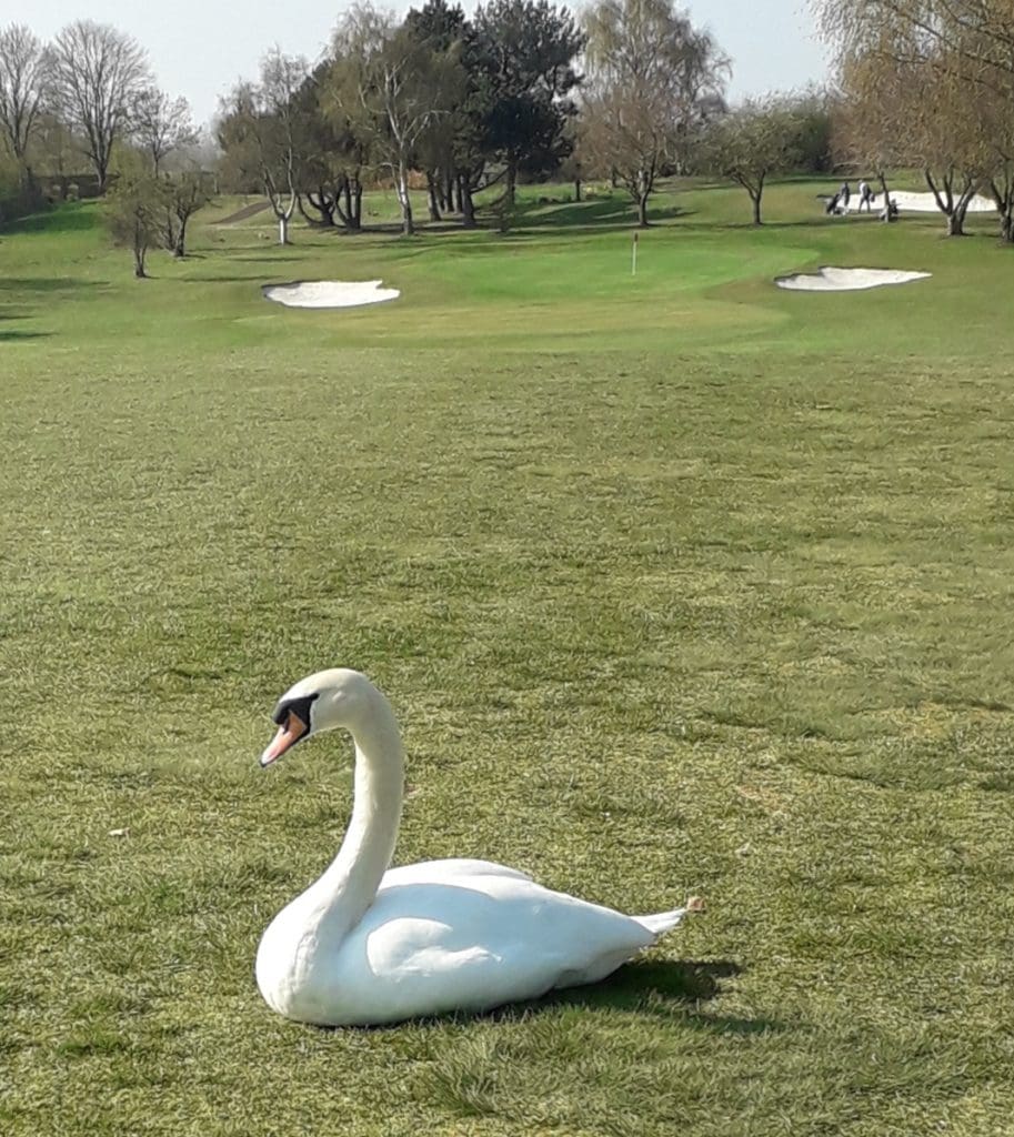 new owners can spot Elvis the swan at neighbouring Selby Golf Club