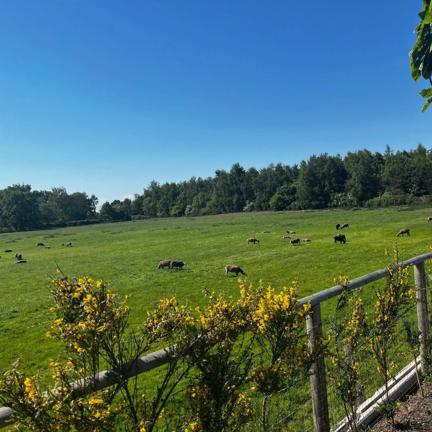 buying residential park homes